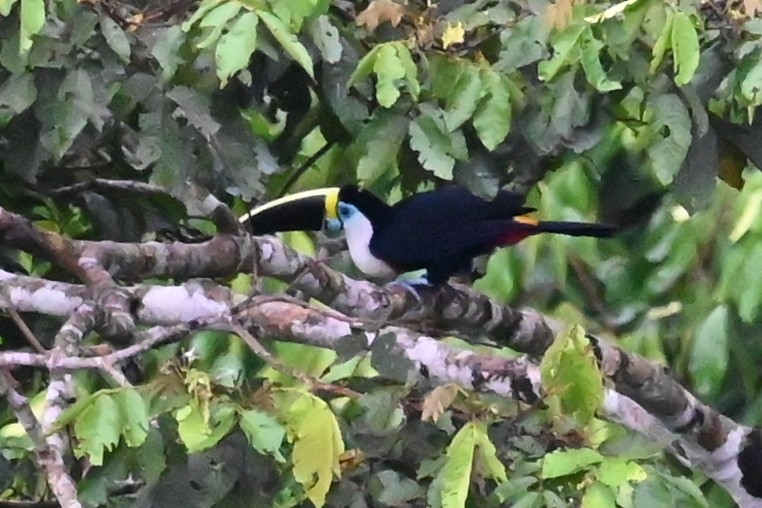 Tucán Pechiblanco - ML646607715