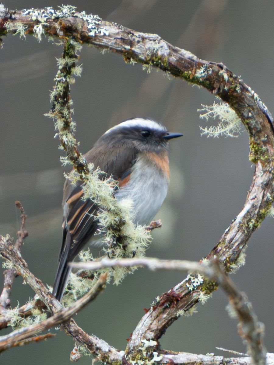 Orangebrust-Schmätzertyrann - ML646607717