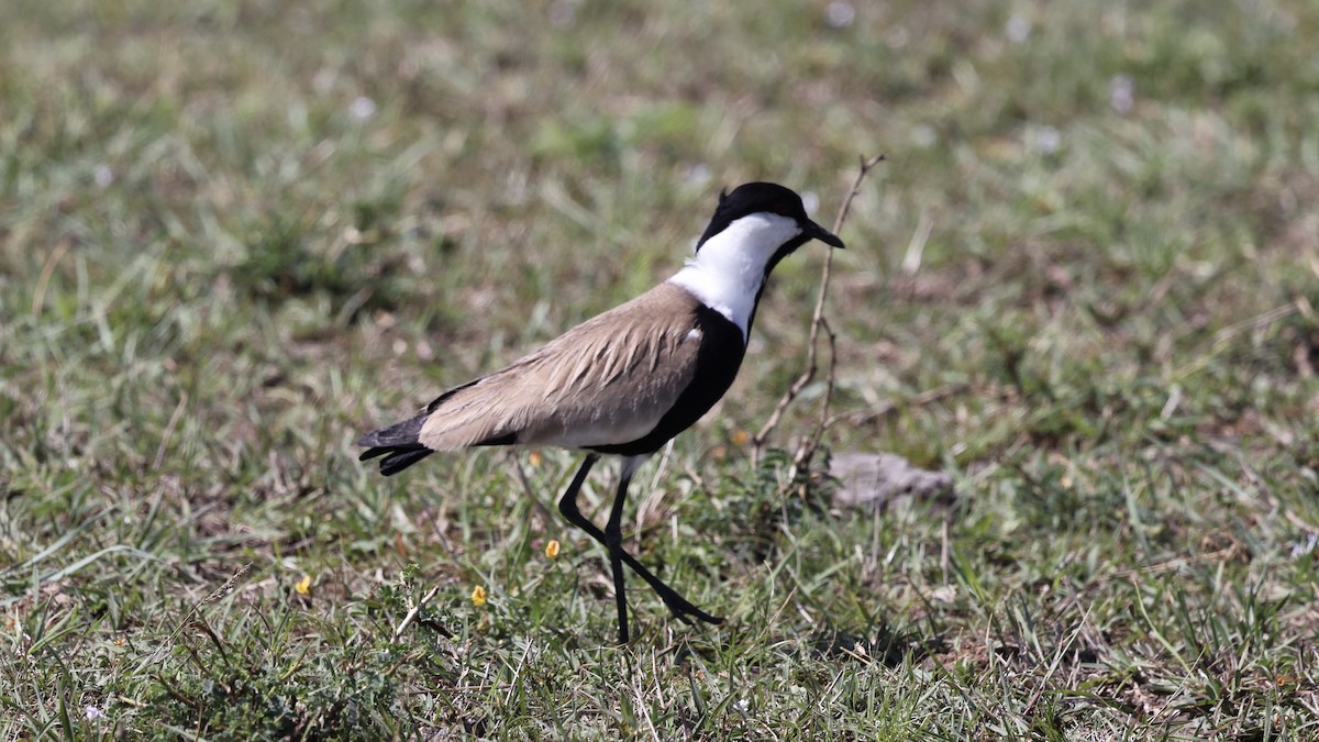 Vanneau à éperons - ML646607719