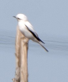 hvittyrann - ML646607720