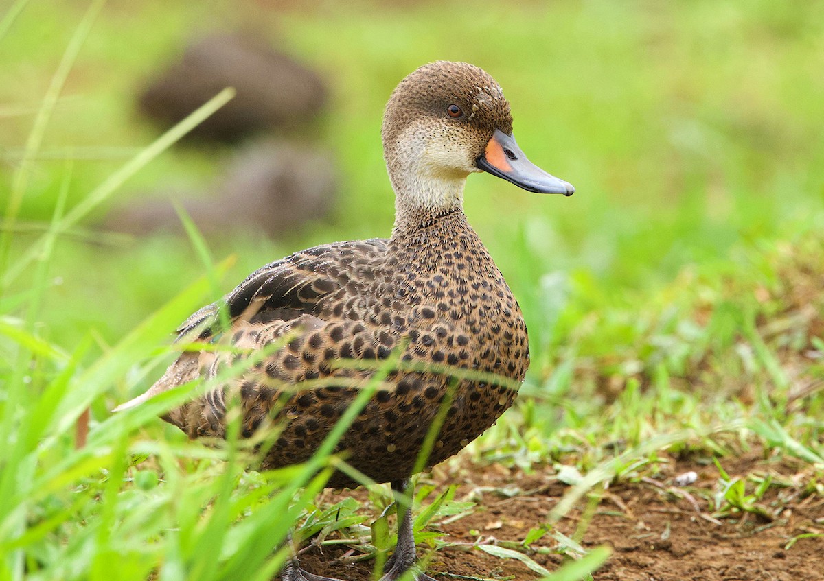 ostralka bělolící (ssp. galapagensis) - ML646607723