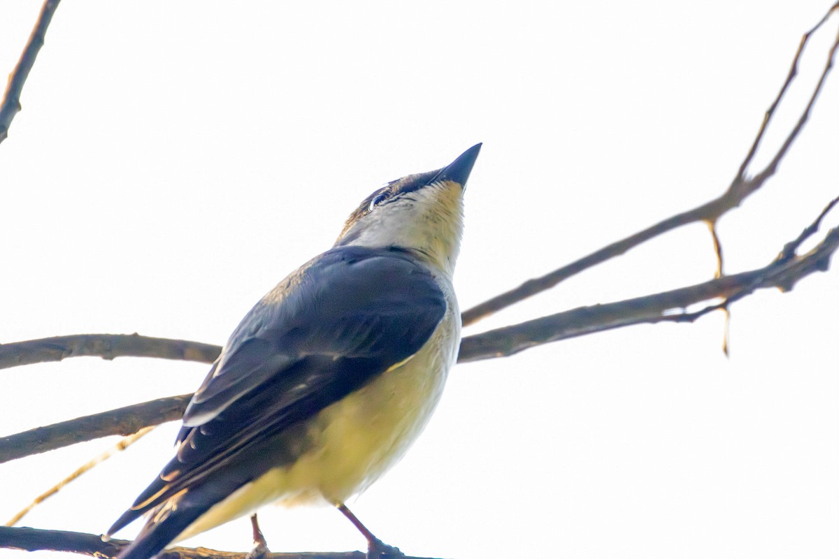 White-browed Shrike-Babbler - ML646607724