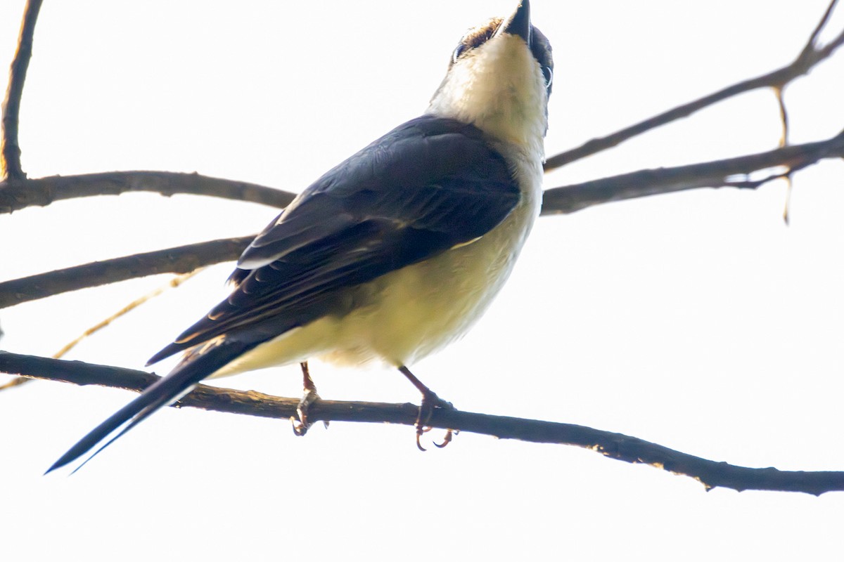White-browed Shrike-Babbler - ML646607725