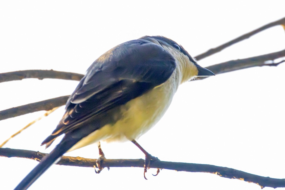 White-browed Shrike-Babbler - ML646607726