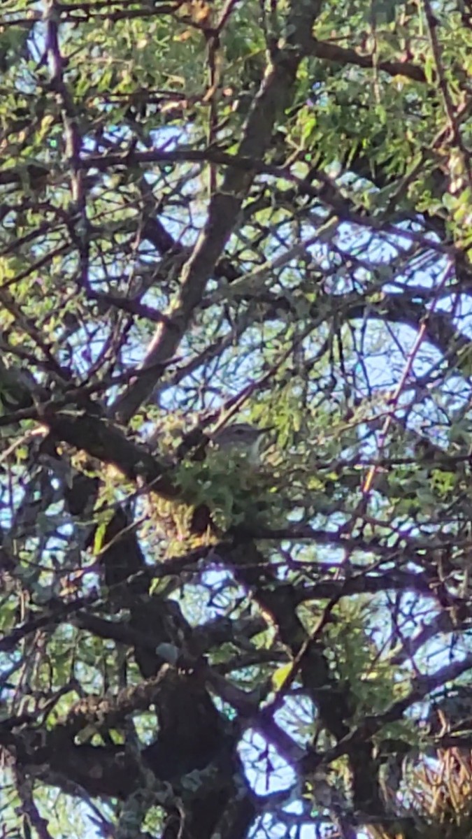 Plain Tyrannulet - ML646607728