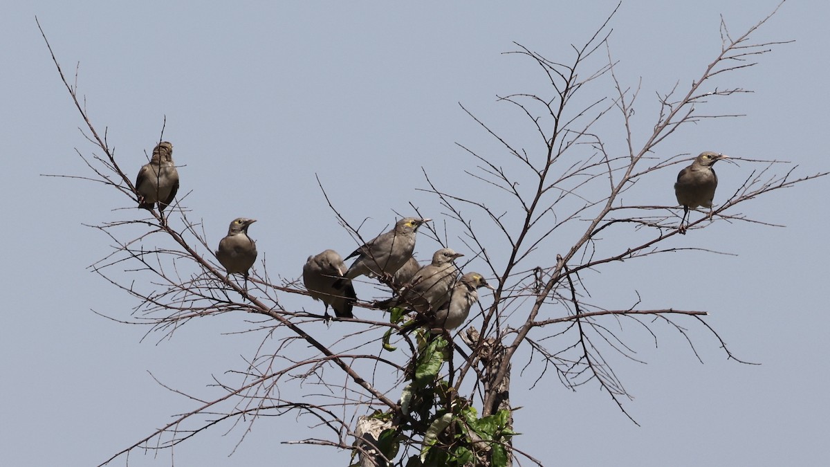 Бородатый скворец - ML646607730