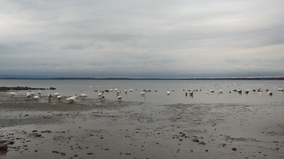 Borazancı Kuğu - ML646607732