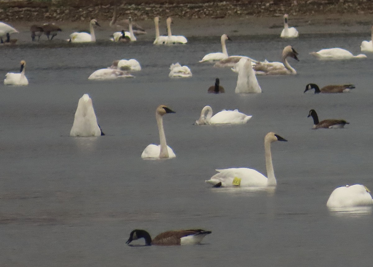 Borazancı Kuğu - ML646607733