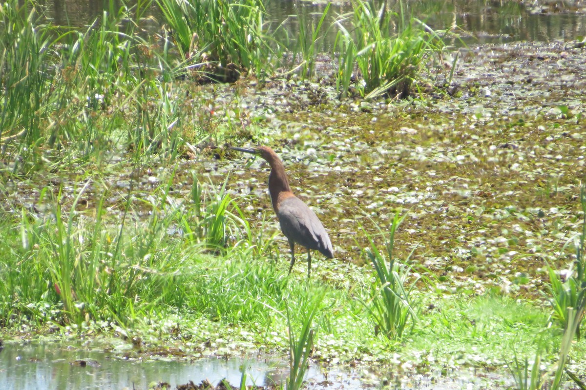 Rufescent Tiger-Heron - ML646607735