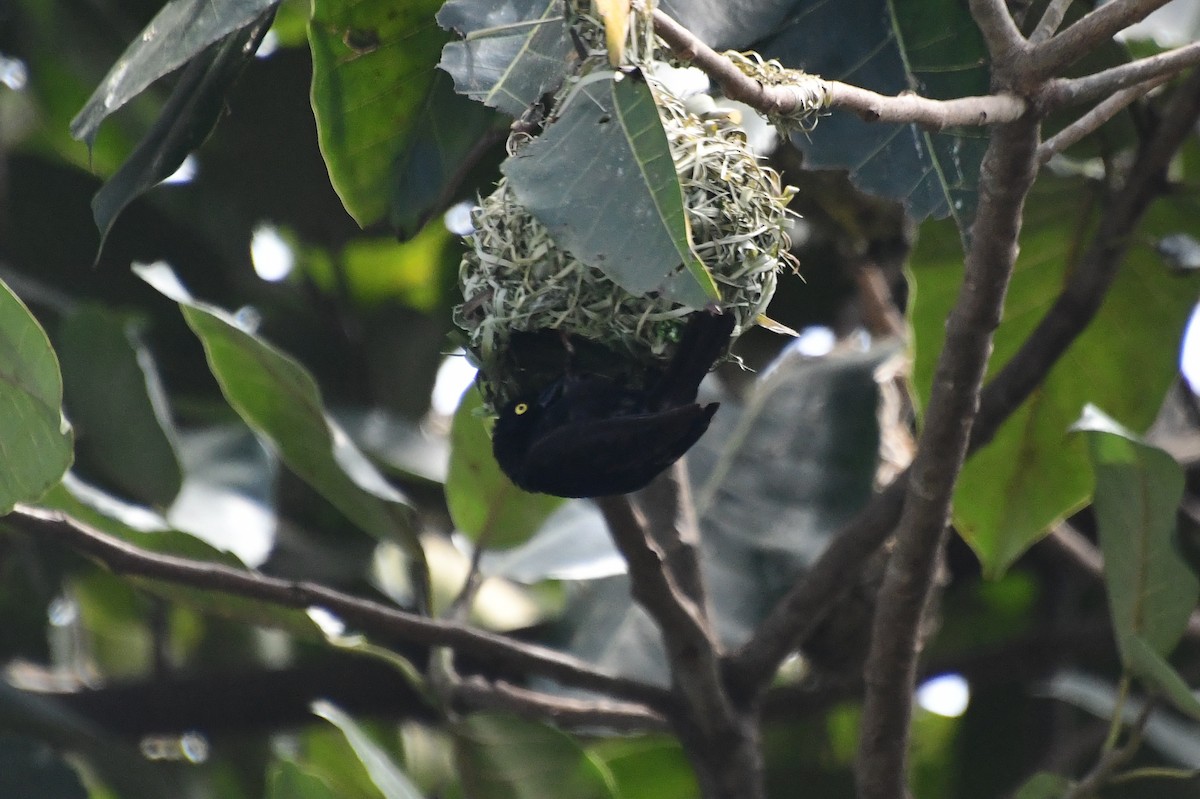 Vieillotweber - ML646607740