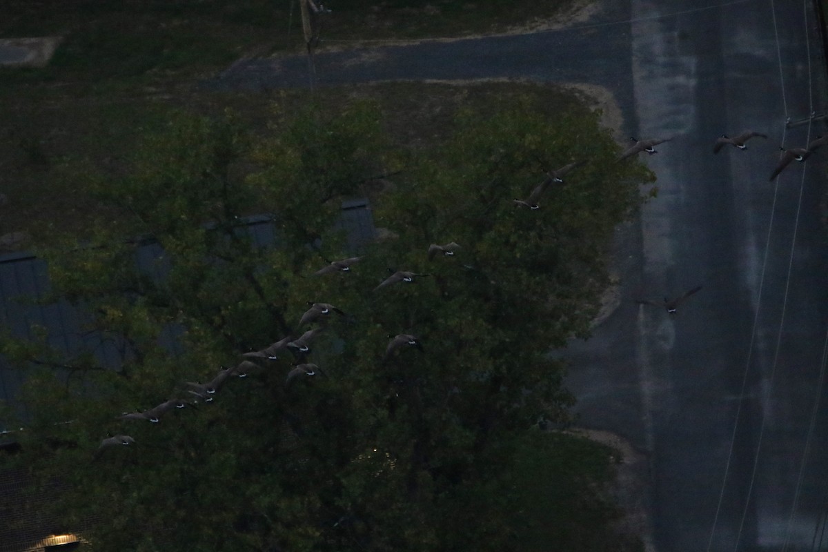 Barnacla Canadiense Grande - ML646607742