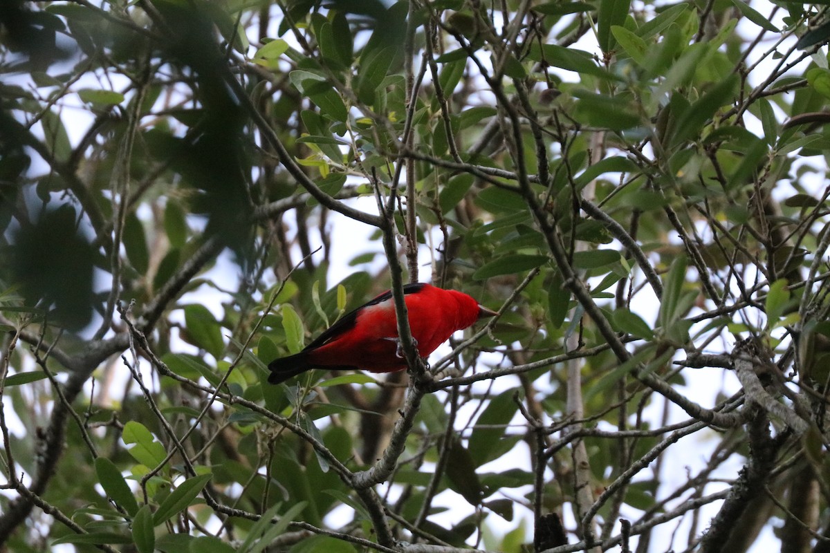 Scarlet Tanager - ML646607745