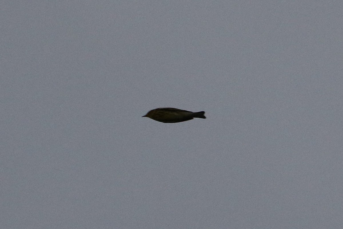 Cape May Warbler - ML646607746