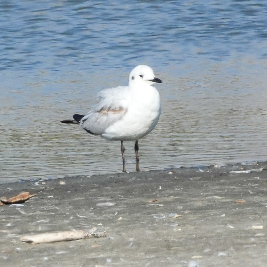 Andean Gull - ML646607751