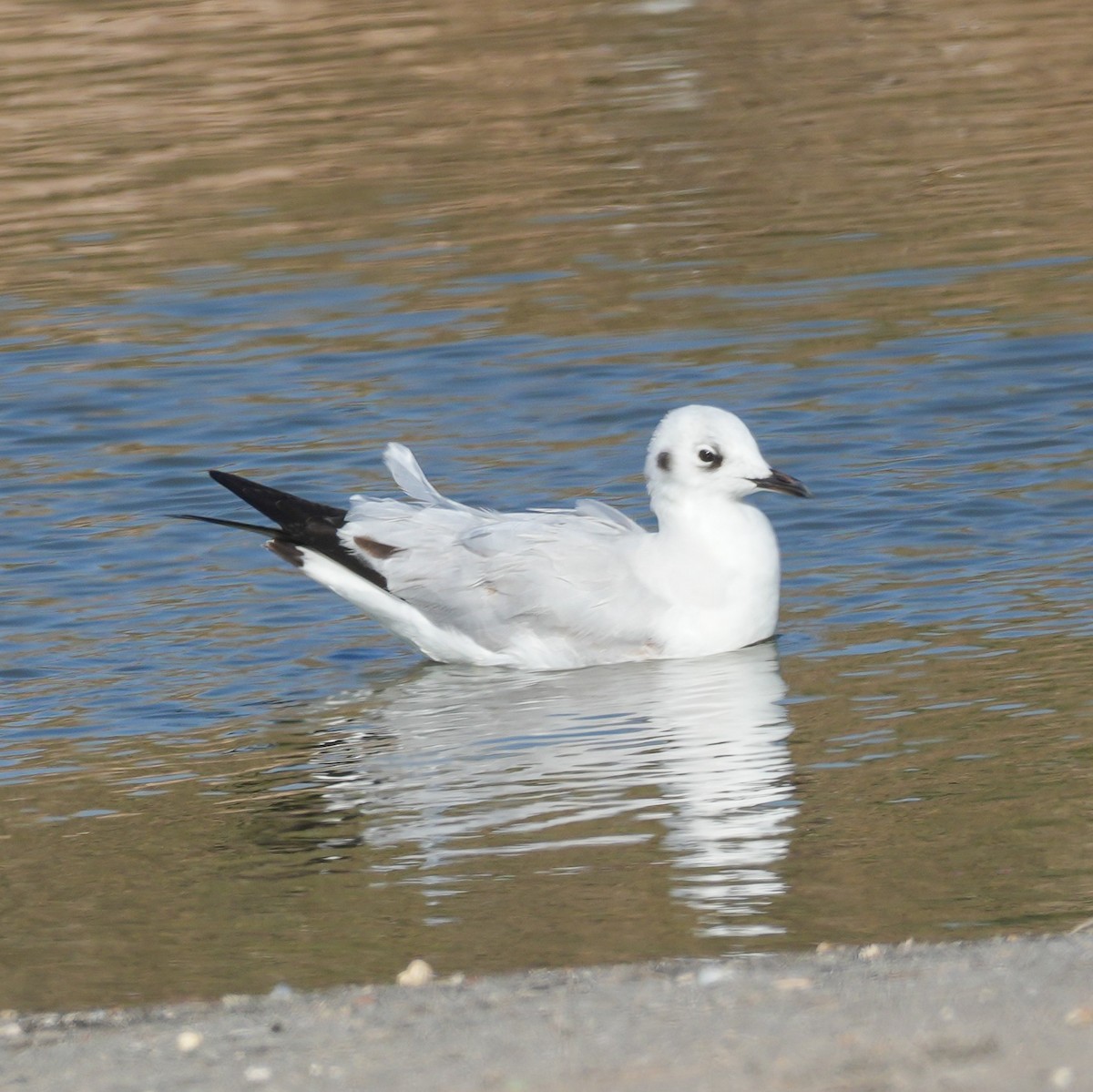 Andean Gull - ML646607752