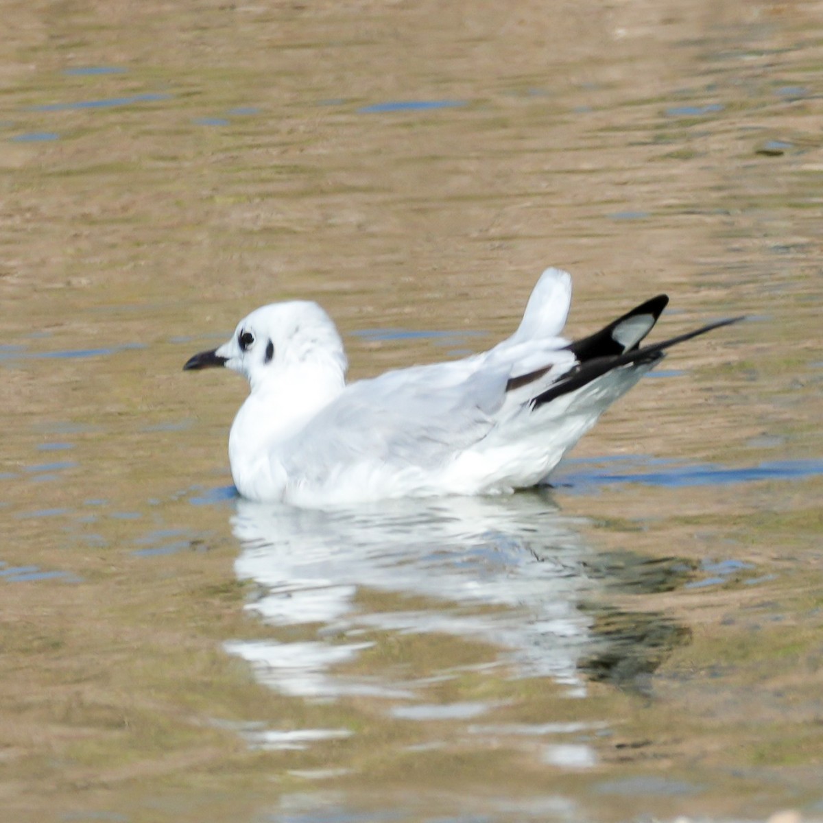 Andean Gull - ML646607753