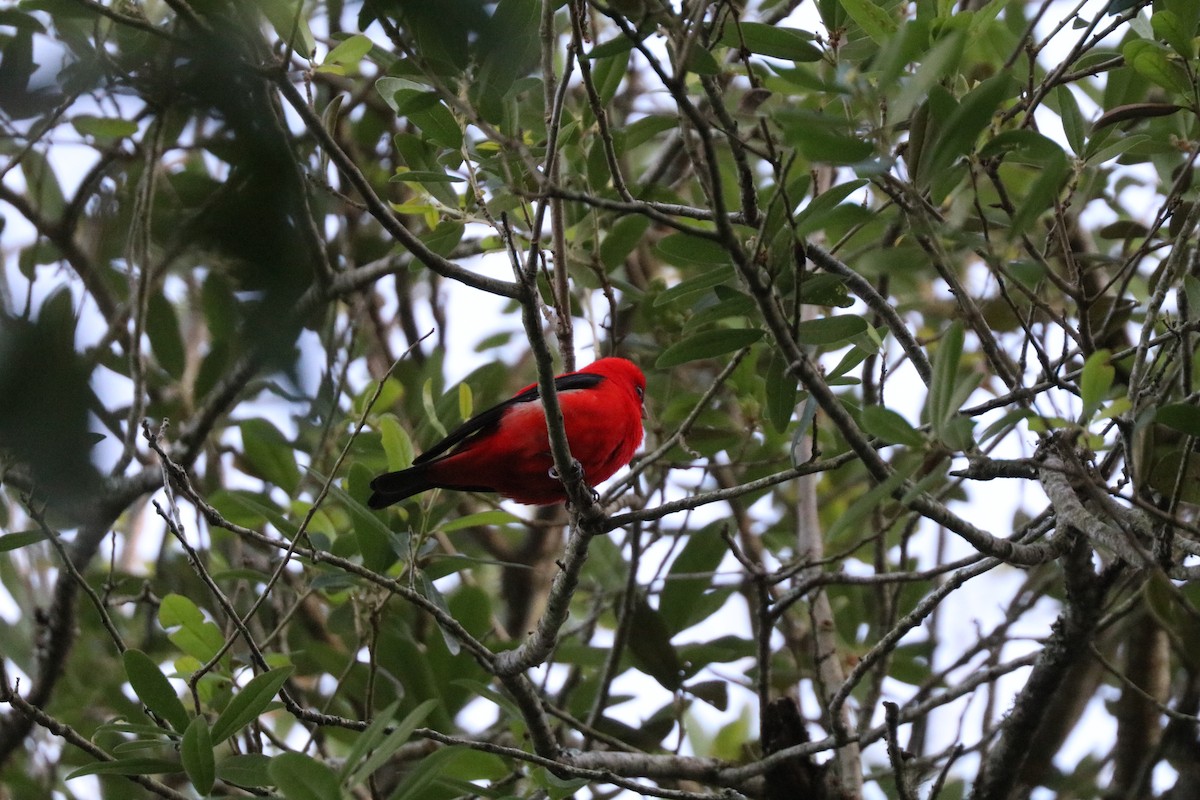 Scarlet Tanager - ML646607754