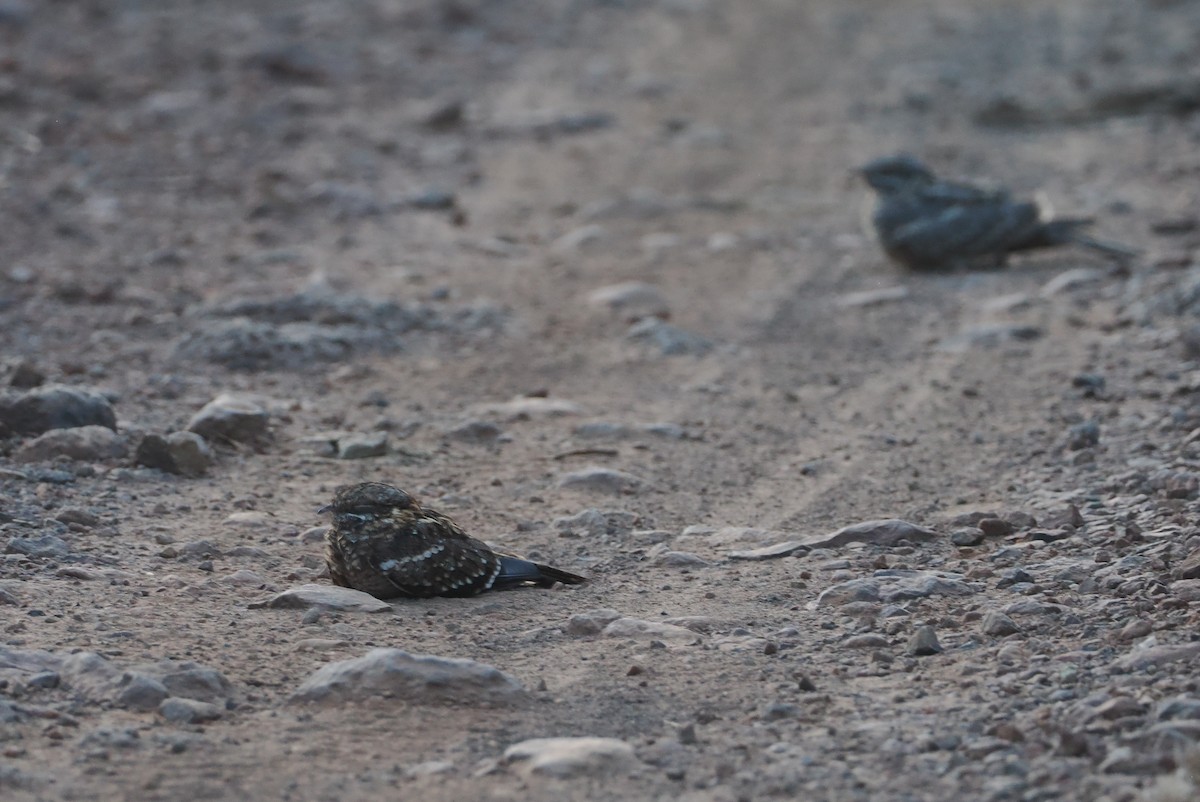 Slender-tailed Nightjar - ML646607755