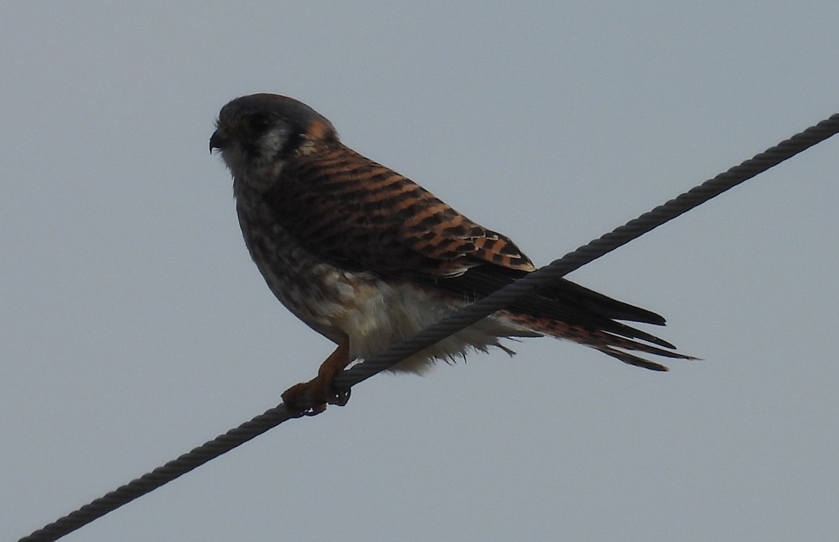 American Kestrel - ML646607756