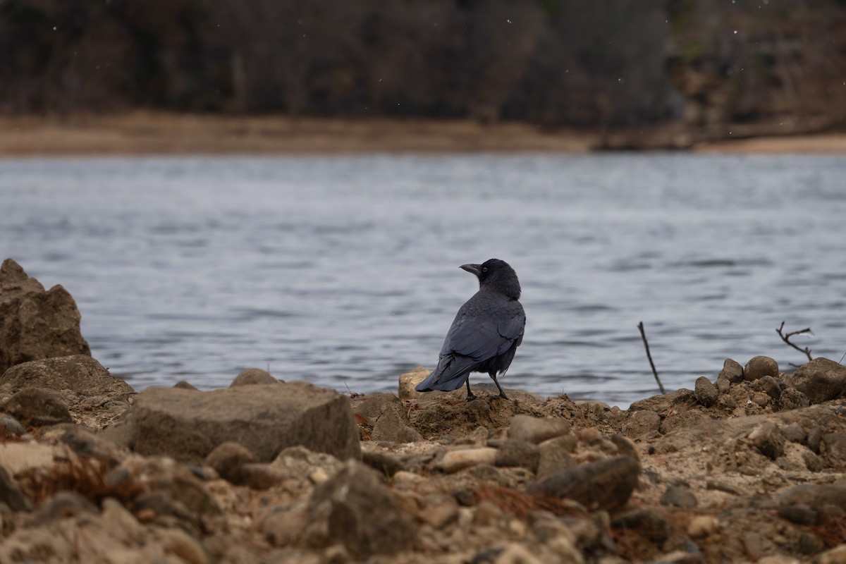American Crow - ML646607758