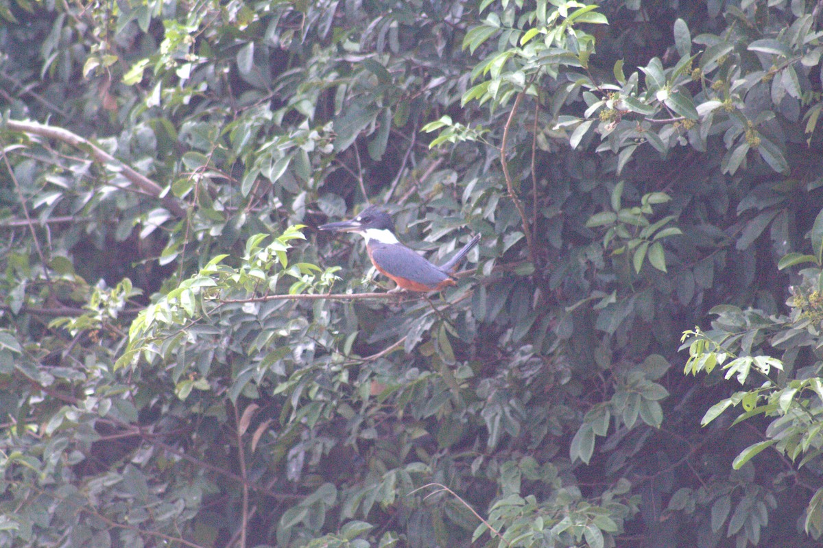 Ringed Kingfisher - ML646607759