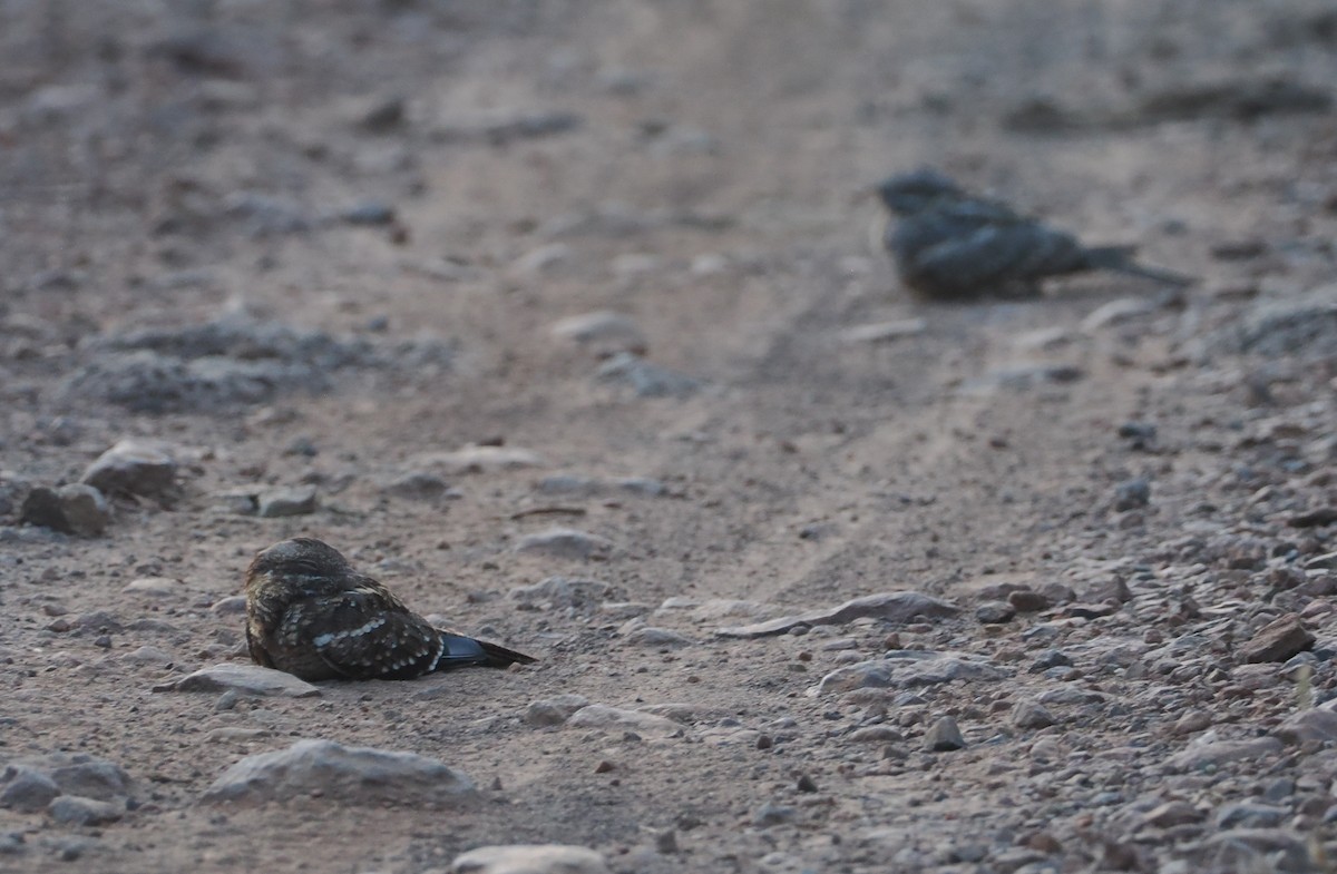Slender-tailed Nightjar - ML646607760