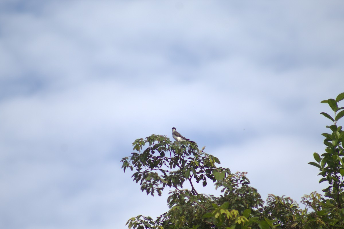 Eastern Kingbird - ML646607762