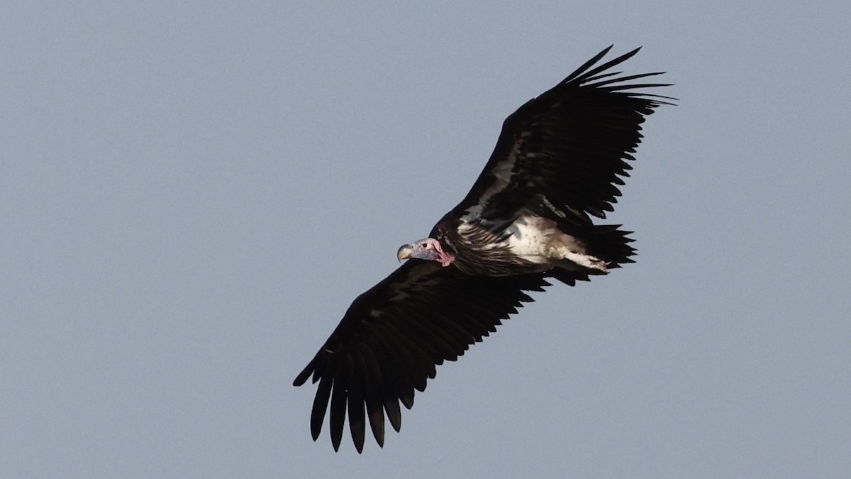 Lappet-faced Vulture - ML646607763