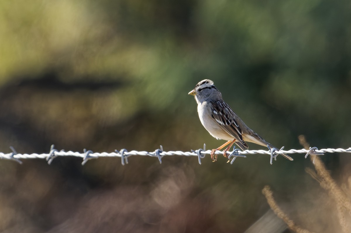 White-crowned Sparrow - ML646607764