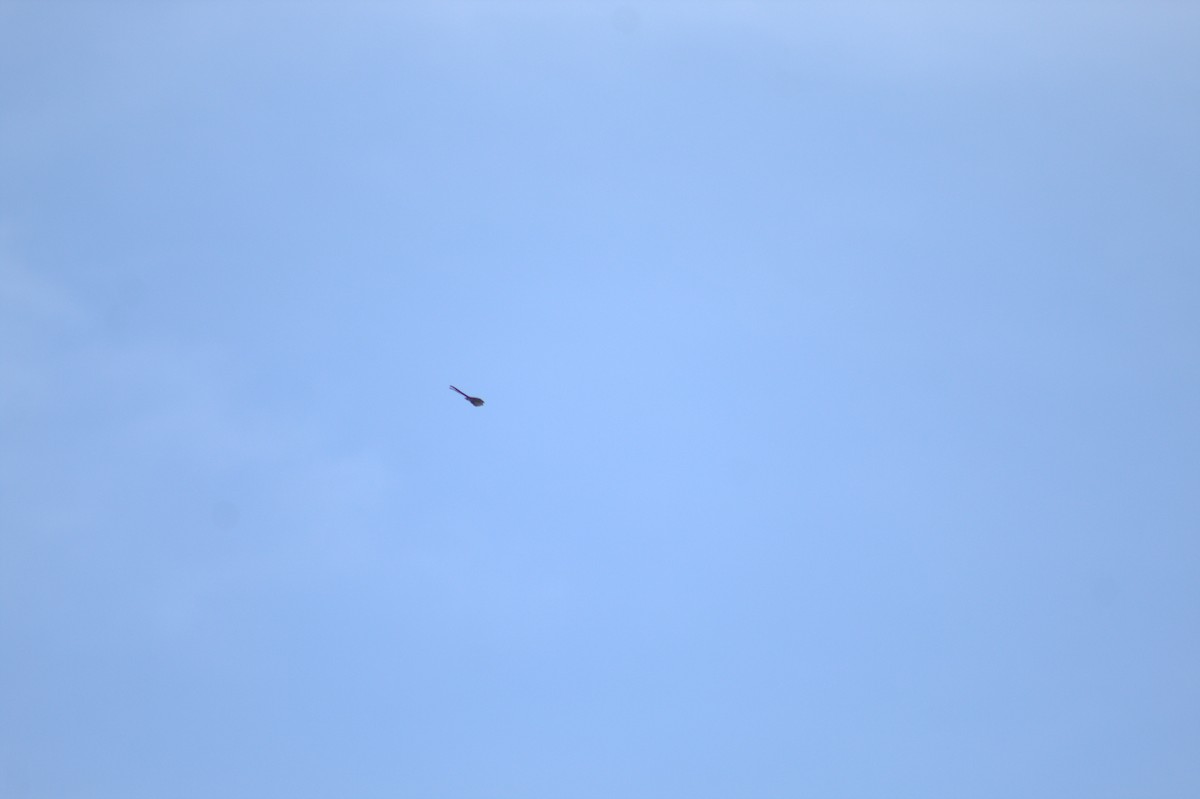 Fork-tailed Flycatcher - ML646607766