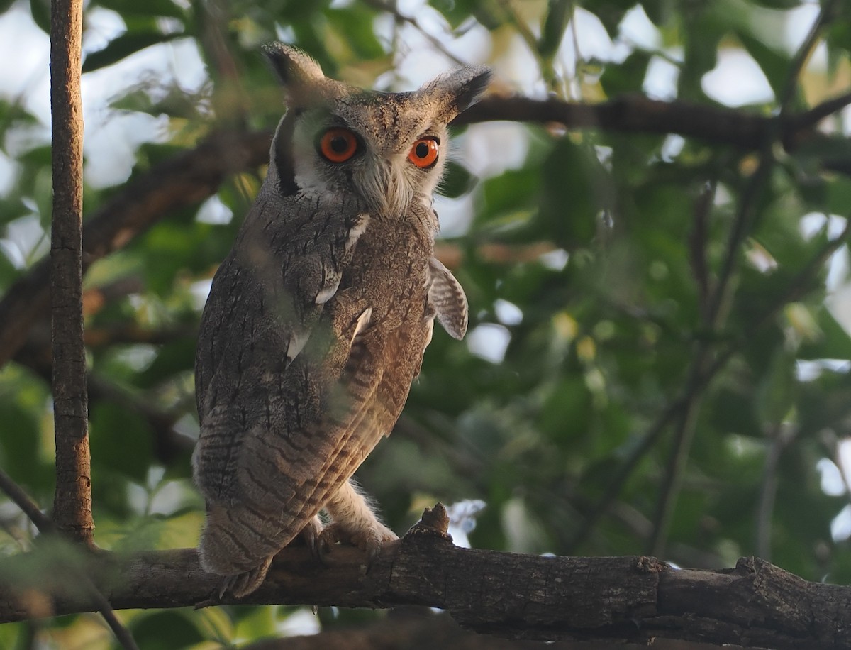 Northern White-faced Owl - ML646607767