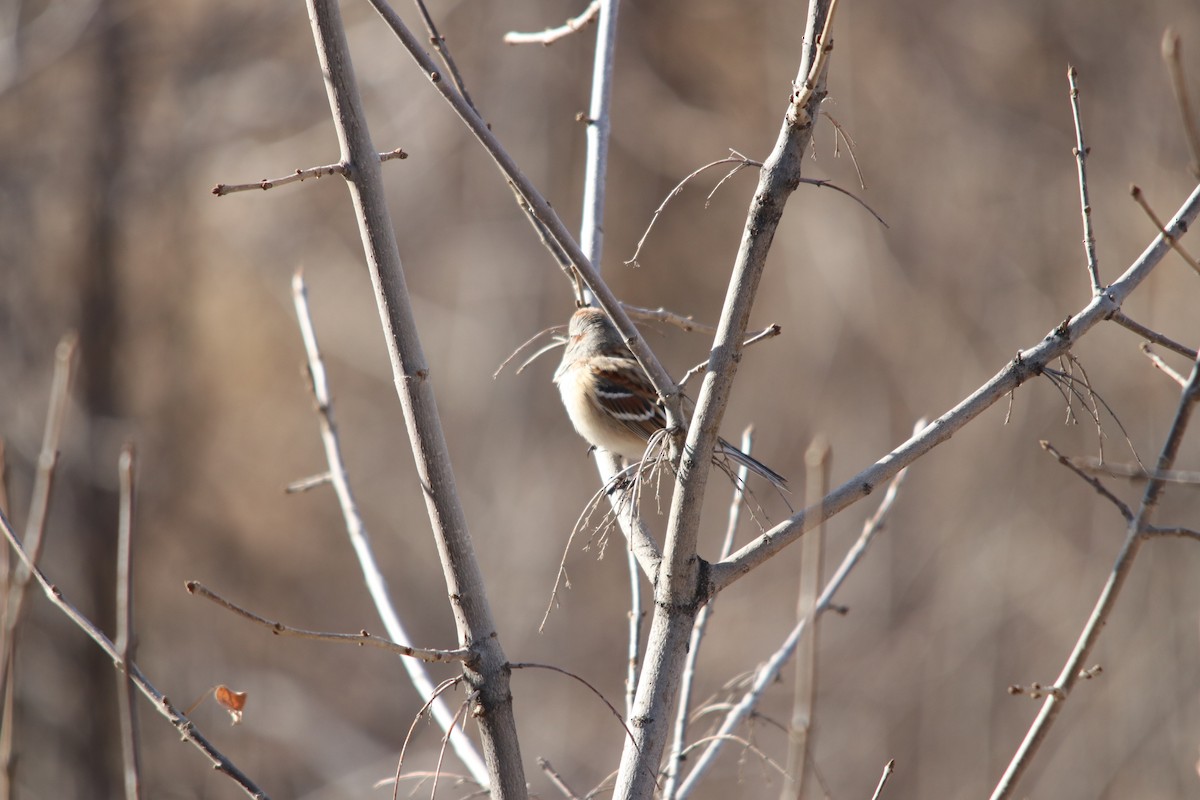 American Tree Sparrow - ML646607768