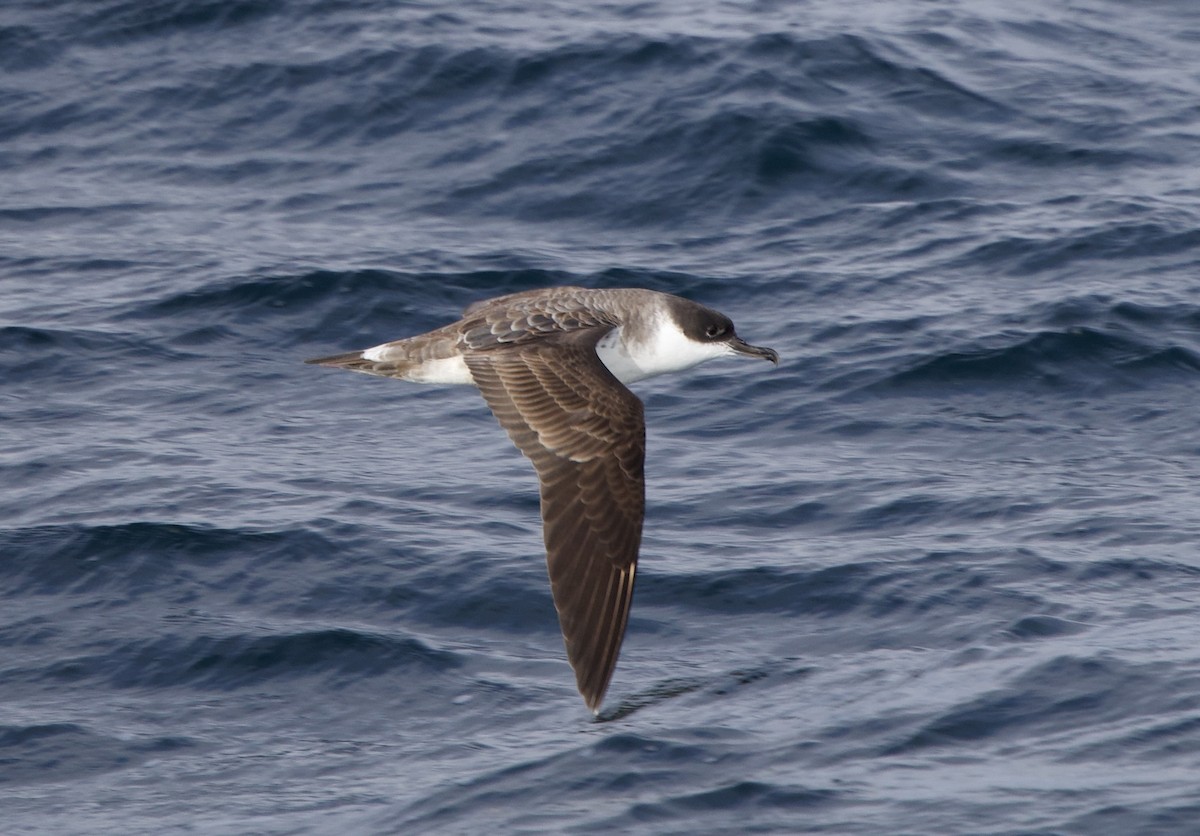 Kappensturmtaucher - ML646607770