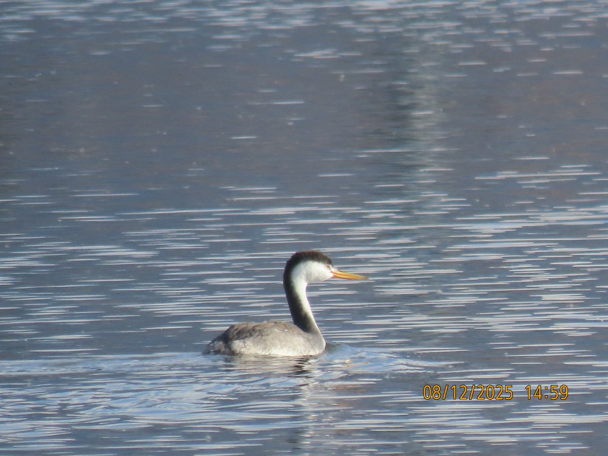 Clark Batağanı - ML646607771