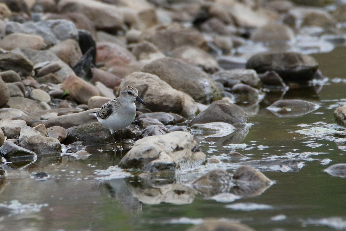 Semipalmated Sandpiper - ML646607772