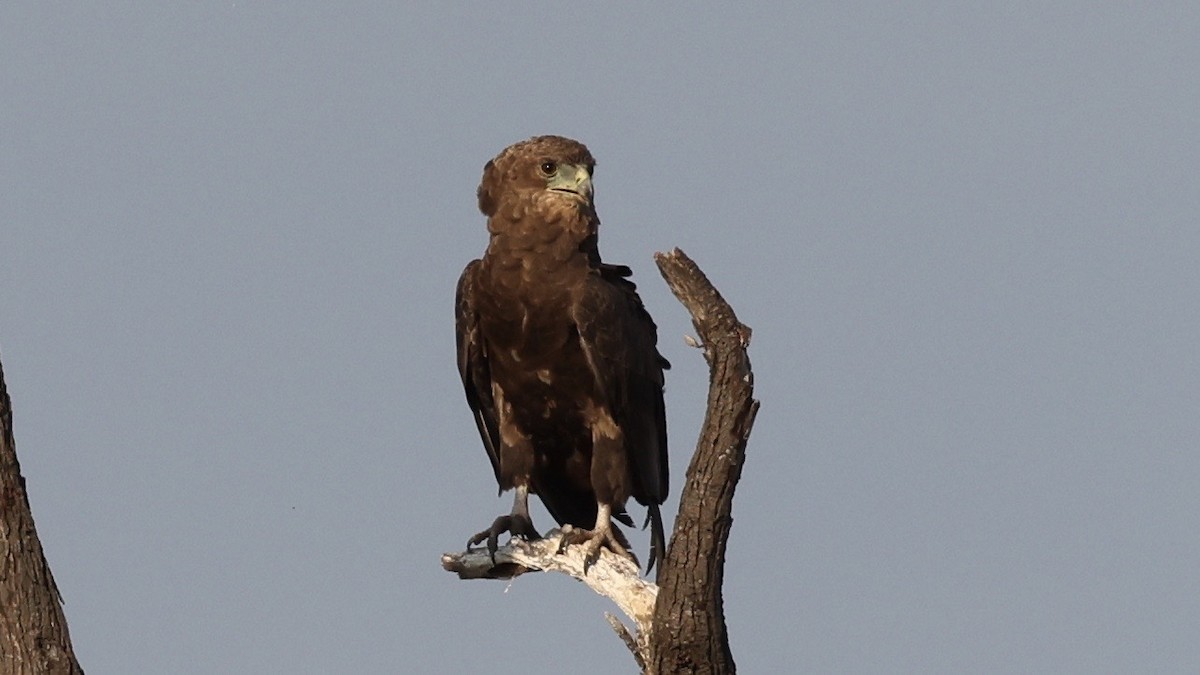 Bateleur - ML646607773
