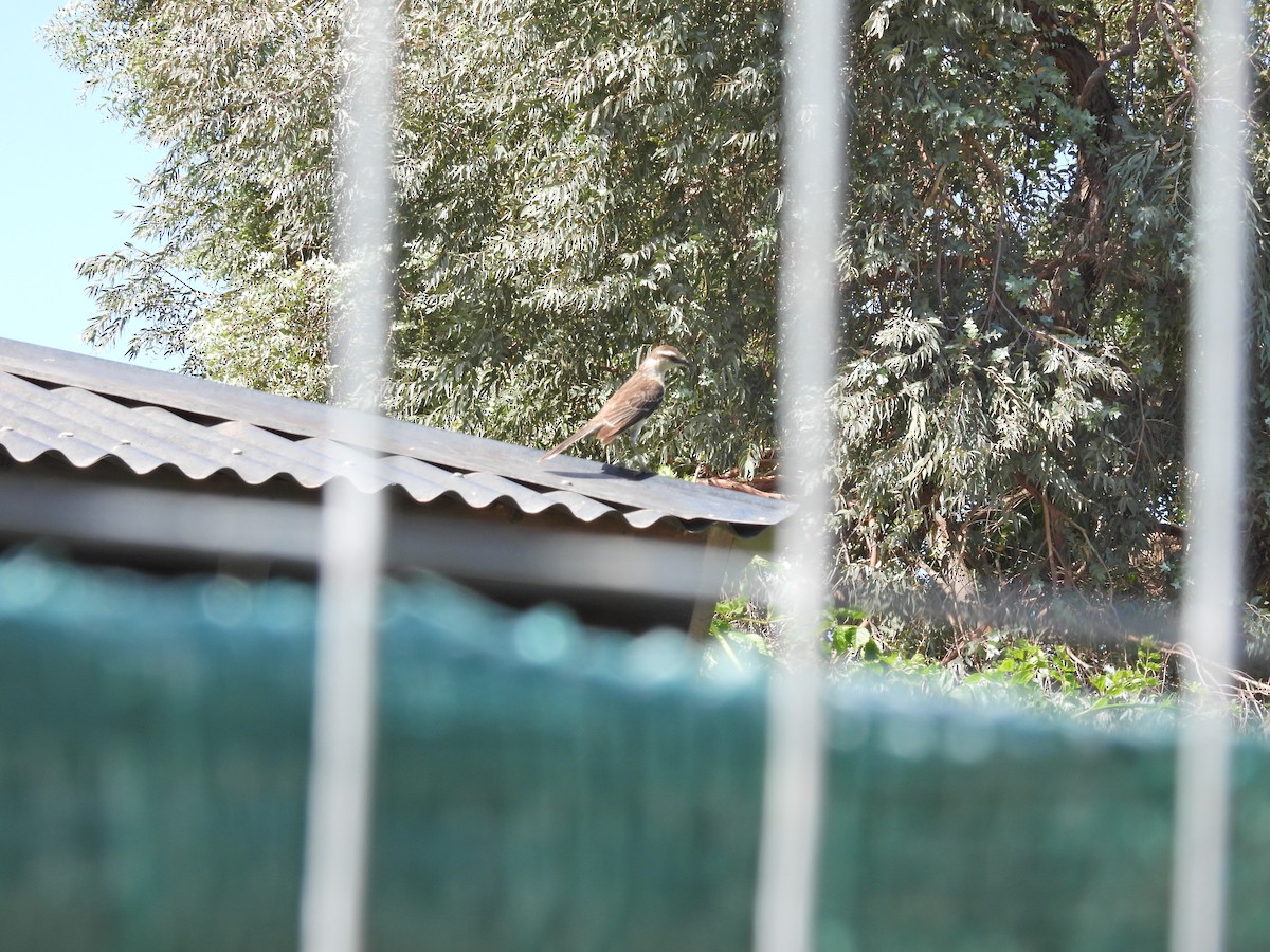 Chalk-browed Mockingbird - ML646607774