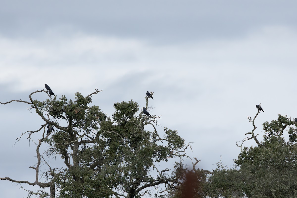 Eurasian Jackdaw - ML646607775