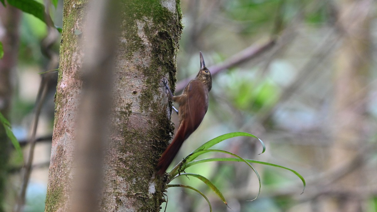 Spotted Woodcreeper - ML646607776