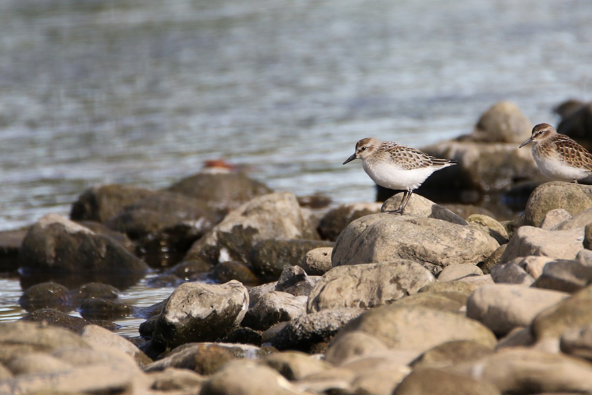 Semipalmated Sandpiper - ML646607778