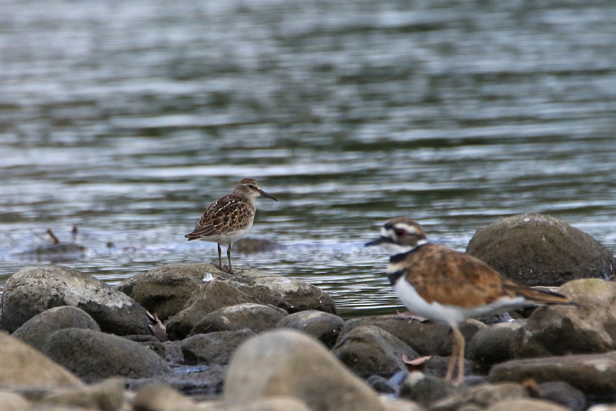 Least Sandpiper - ML646607779
