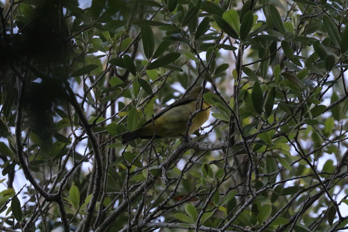 Scarlet Tanager - ML646607780