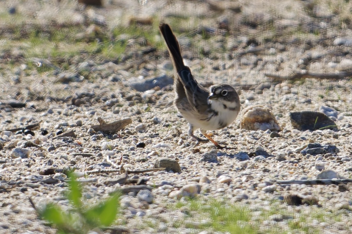 Bell's Sparrow - ML646607783