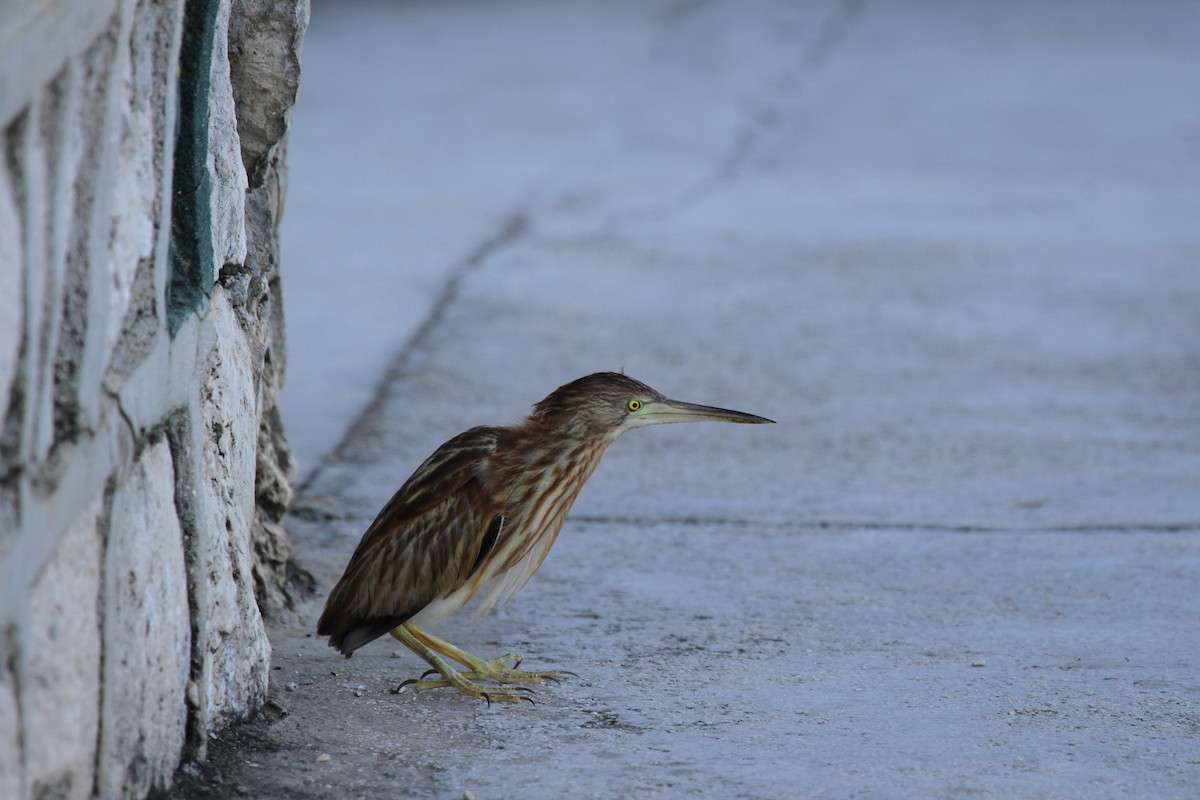 Yellow Bittern - ML646607784