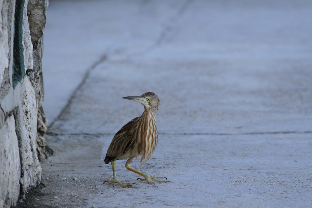 Yellow Bittern - ML646607785