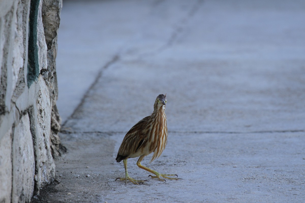 Yellow Bittern - ML646607786