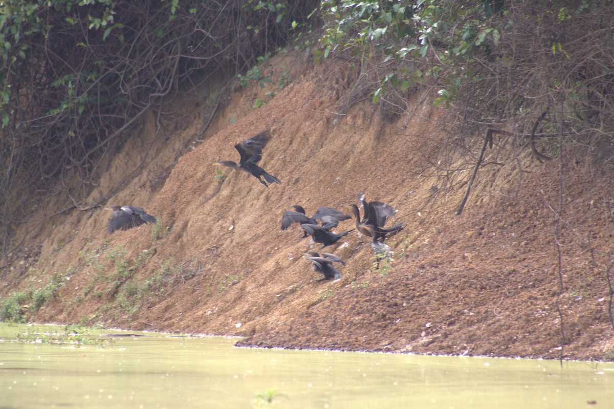 Neotropic Cormorant - ML646607787