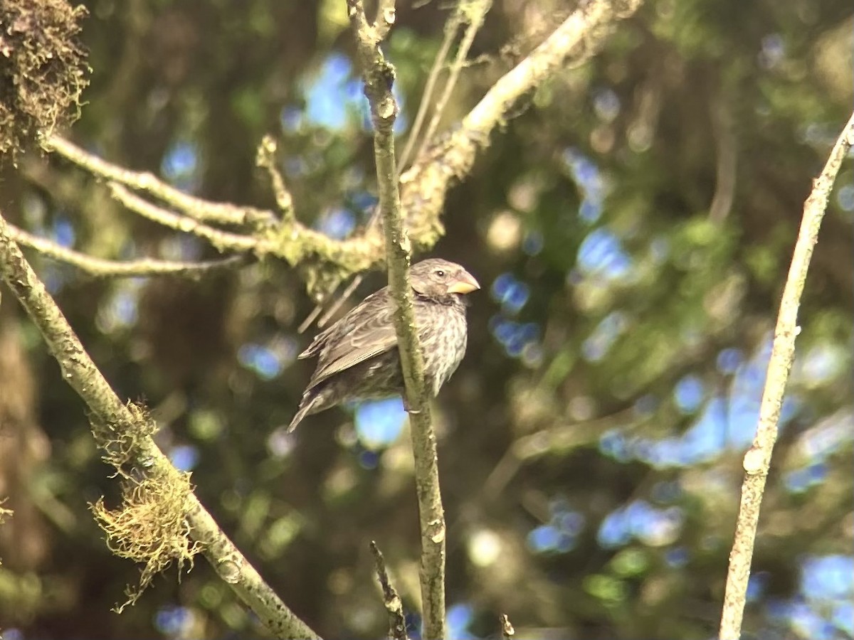 Large Ground-Finch - ML646607788