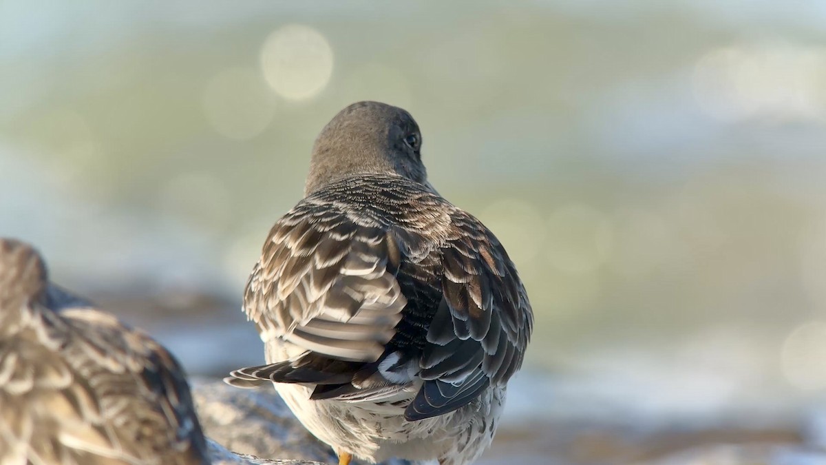 Purple Sandpiper - ML646607789