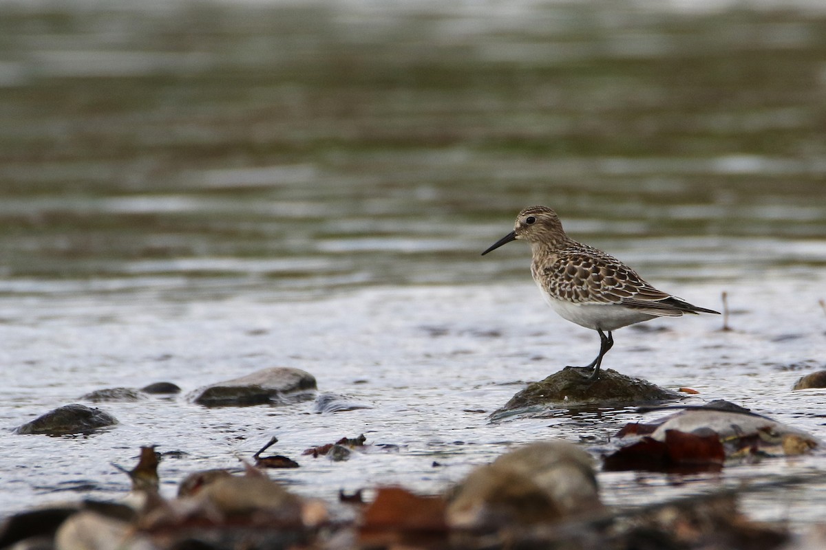 Baird's Sandpiper - ML646607790